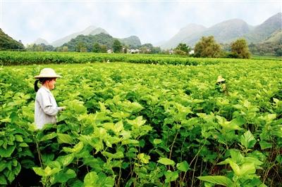 八桂大地續說蠶桑新故事——廣西蠶桑產業“十三五”發展成就側記