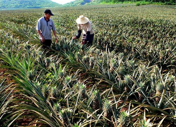 同一個縣菠蘿差價60倍：品種、特色決定銷售前景