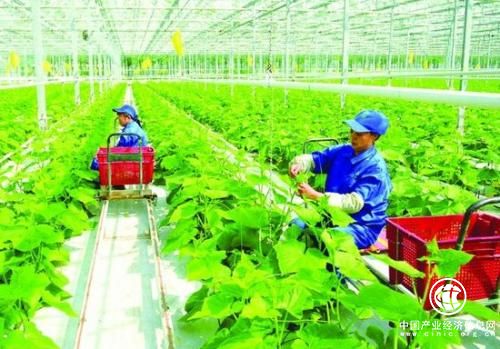 山東煙臺借助農業標準化推進農業融合發展