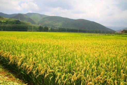 產業帶動就業 農民增收有了新渠道——黑龍江鄉村振興一線觀察
