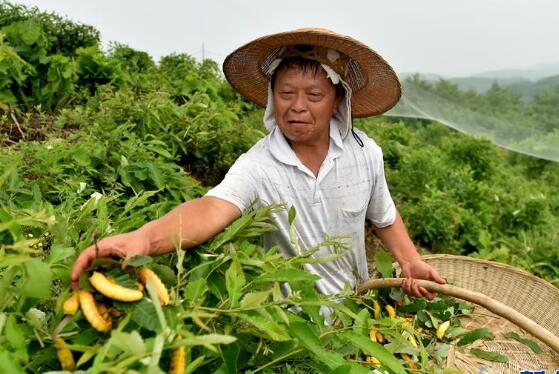 內蒙古科左中旗：錦繡海棠喜迎豐收 結出增收致富果