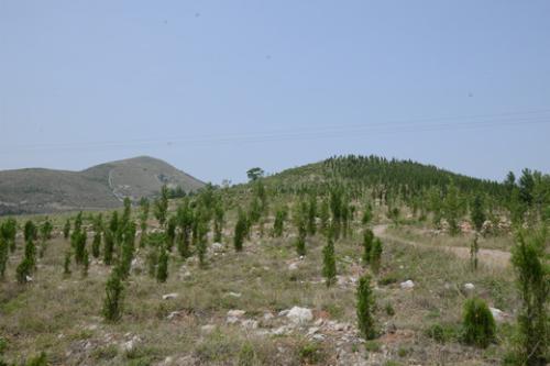 山東：自今年起在全省實施造林綠化十大工程