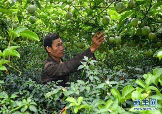 酷鋪等企業助銷五指山百香果