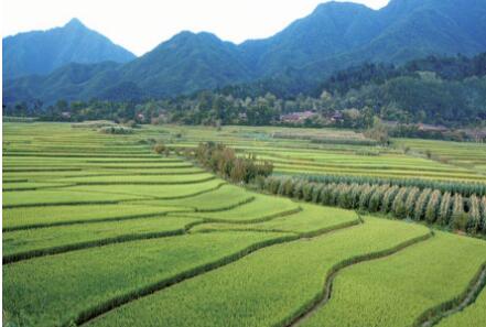 聚焦耕地保護、糧食生產、鄉村建設 陜西有力有效推進鄉村全面振興