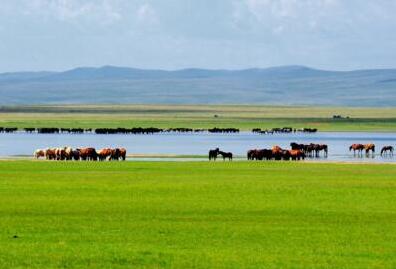 青海草原綜合植被蓋度達57.9% 年牧草產量穩定在9000萬噸以上