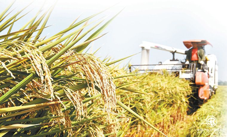 挖掘產業優勢 推進鄉村振興