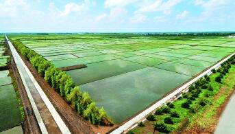 黑龍江綏化：筑牢糧食“壓艙石” 現代農業繪新篇