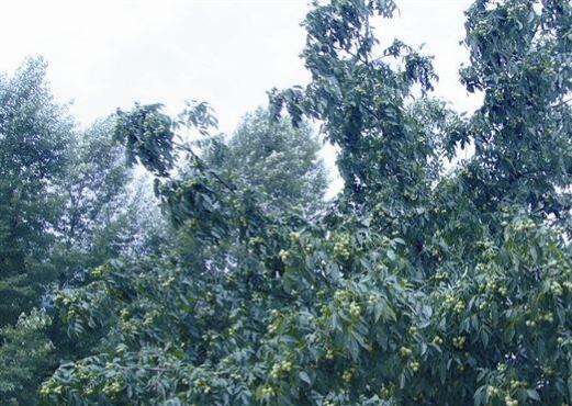 貴州計劃打造五百萬畝珍貴林木產業基地