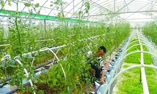 廣西十萬家庭農場如何煉成