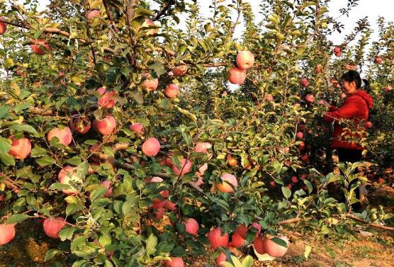 農業農村部部署特色果業高質量發展工作