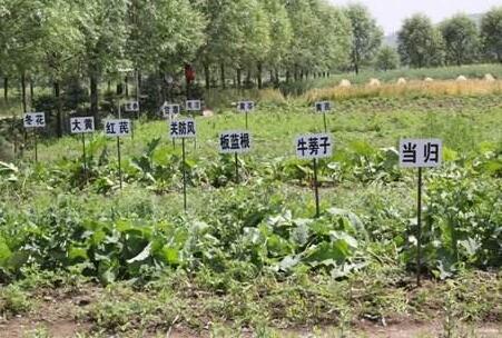 甘肅以“八個突出”推動中藥材產業做優做強