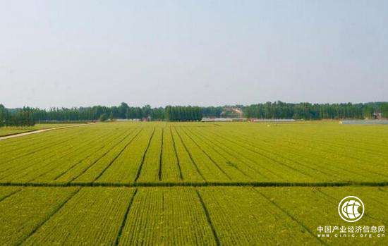 河南初步實現了耕地數量、質量、生態“三位一體”保護