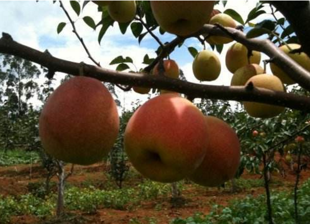 “中國紅梨之鄉”云南安寧今年產量將達1.3萬噸