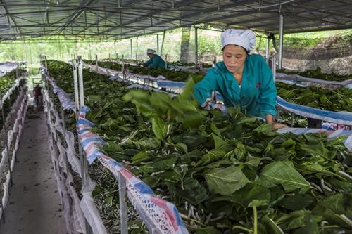 重慶市黔江區試點探索蠶桑產業研學旅一體化發展