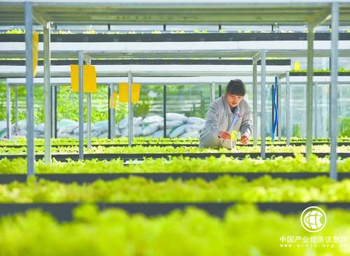 內蒙古巴彥淖爾市設施農業助力產業扶貧