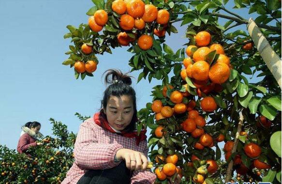揚長避短 苦練內功 廣西水果實現逆勢發展