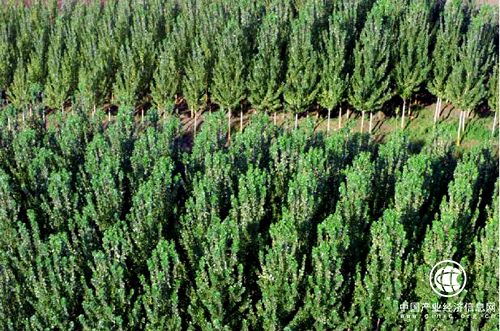 新疆財政下達3.9億元支持林業生產和林業生態建設