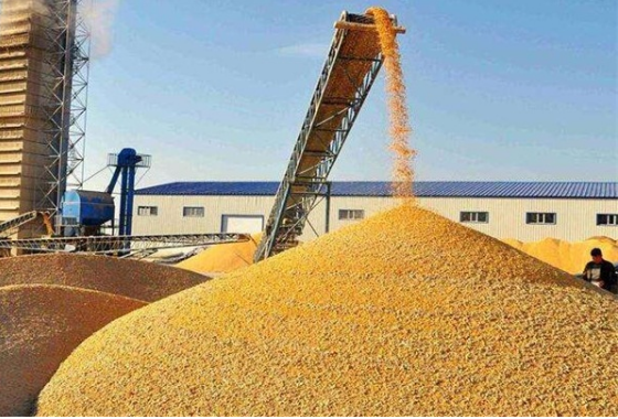 國辦：開展全國政策性糧食庫存數量和質量大清查