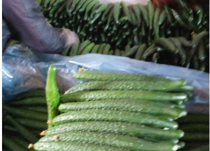 河北省平泉市：小黃瓜拓寬山區百姓致富路