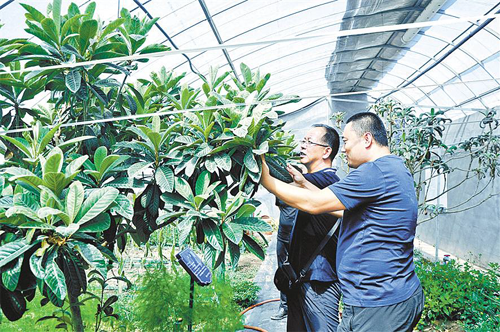 內蒙古烏海市科技引領農業產業化發展