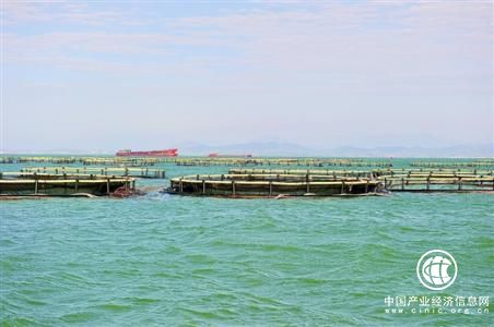 2017年廣西海洋生產總值突破歷史紀錄