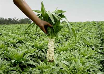 甘肅農產品打造市場競爭新優勢