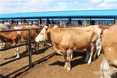 內蒙古通遼市：黃牛之鄉“牛”氣沖天