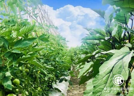 黑龍江大慶薩爾圖：項目牽動區域經濟高效高質發展