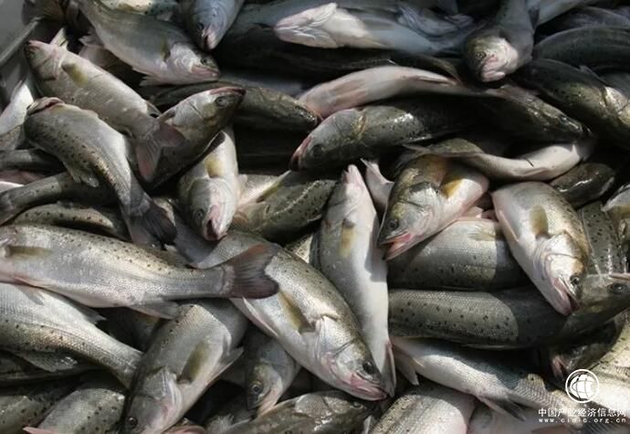 “中國海鱸之鄉”珠海白蕉鎮：多管齊下助海鱸走出去