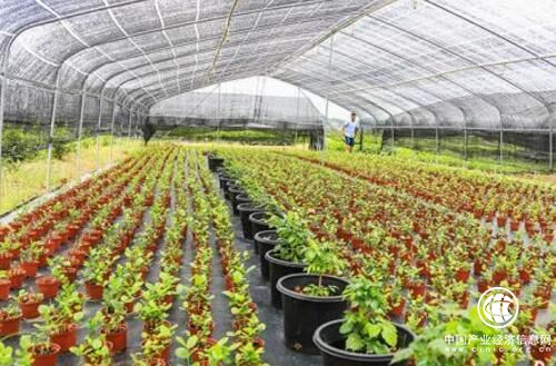 中國茉莉之鄉”廣西橫縣借“一帶一路”飄香世界