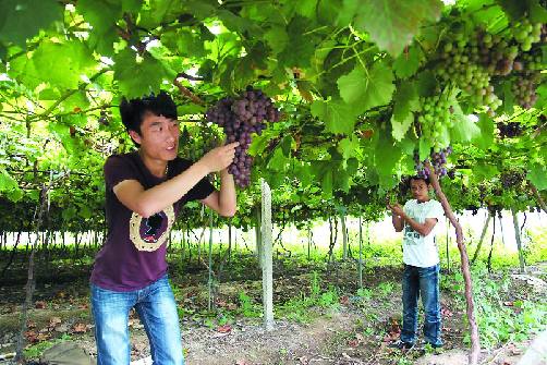 “中國巨峰葡萄之鄉”2018浦江葡萄采摘游啟動