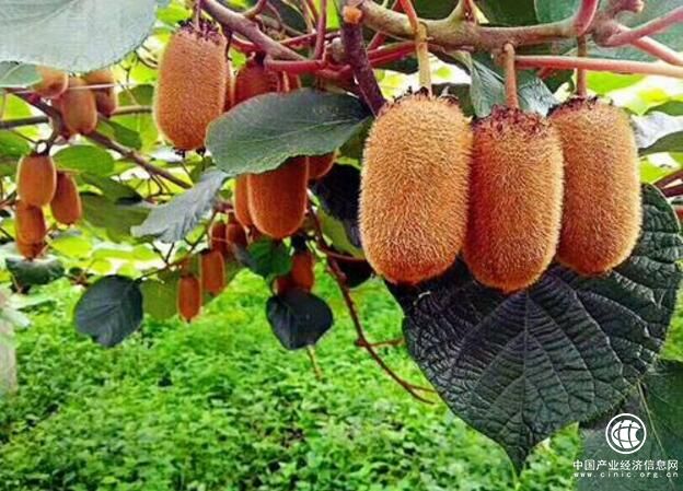 貴州省修文縣：獼猴桃“嫁接”大數據變“脫貧果”