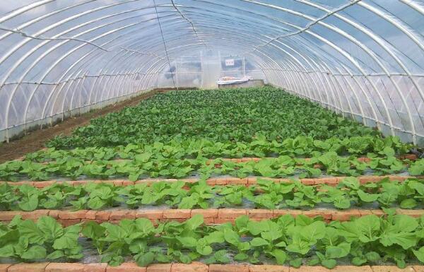 建好“菜園子” 拎穩“菜籃子” 我國蔬菜保障供給能力不斷提升