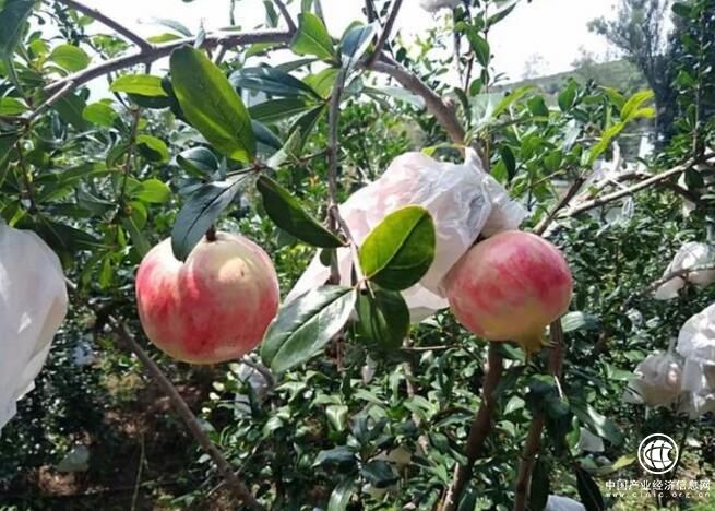 云南麗江永勝縣有望成為中國軟籽石榴之鄉