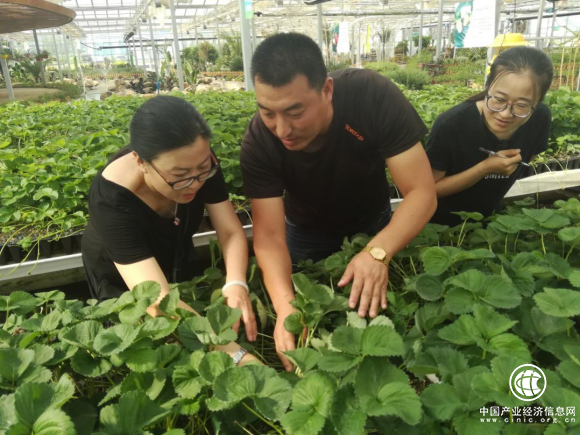 實現產業規模化 華盛綠能建起近百個標準化現代農業園區