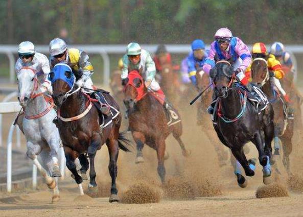 海南高校賽馬旅游涉海等專業成“香餑餑”
