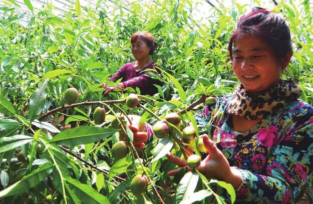 吉林省白山市打造生態效益型特色農業
