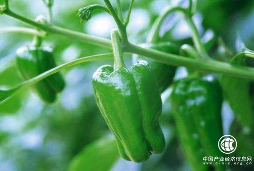 “中國青椒之鄉”山西長子縣：大棚出苗忙 奏響春耕“椒響曲”