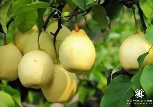 四大瓶頸問題制約發展 我國梨產業亟待轉型升級