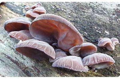 遼寧撫順：打造單片黑木耳特色名牌