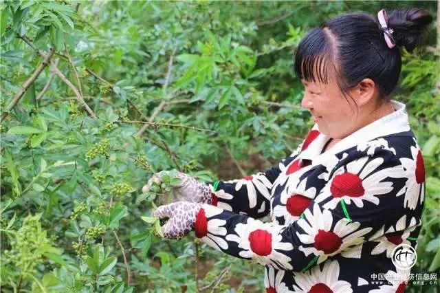 產值8.5億元！云南魯甸發展花椒產業帶動5.6萬人脫貧