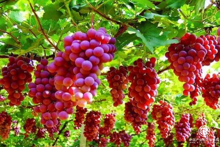 甘肅:小葡萄串起紫色大產業