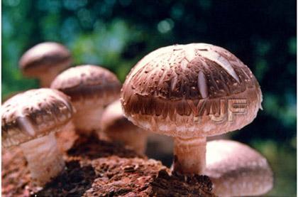 黑龍江湯原縣：“土特產”，鄉村振興“新動能”！
