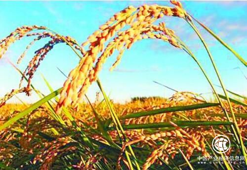 黑龍江黑河：全域創建農業綠色發展示范區