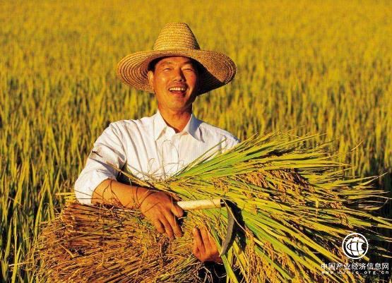 農業農村部副部長：品牌化方能推動新時期馬鈴薯產業發展