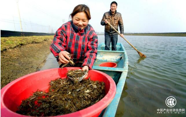江蘇高淳：養成“生態蟹”鋪就富民路