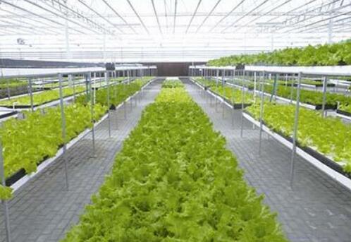我國農業科技重大原創性發現不斷涌現