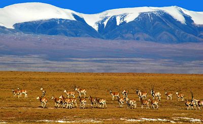 以國家公園為契機 推動中國荒野保護