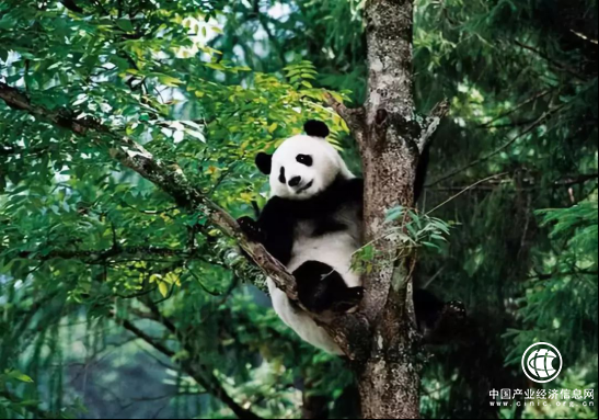 復華文旅亮相中國（四川）國際旅游投資大會，簽約打造成都“大熊貓·國際生態旅游度假區”