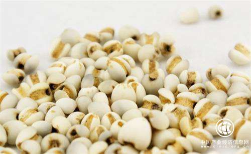 七個第一 貴州興仁薏仁米產業的小目標